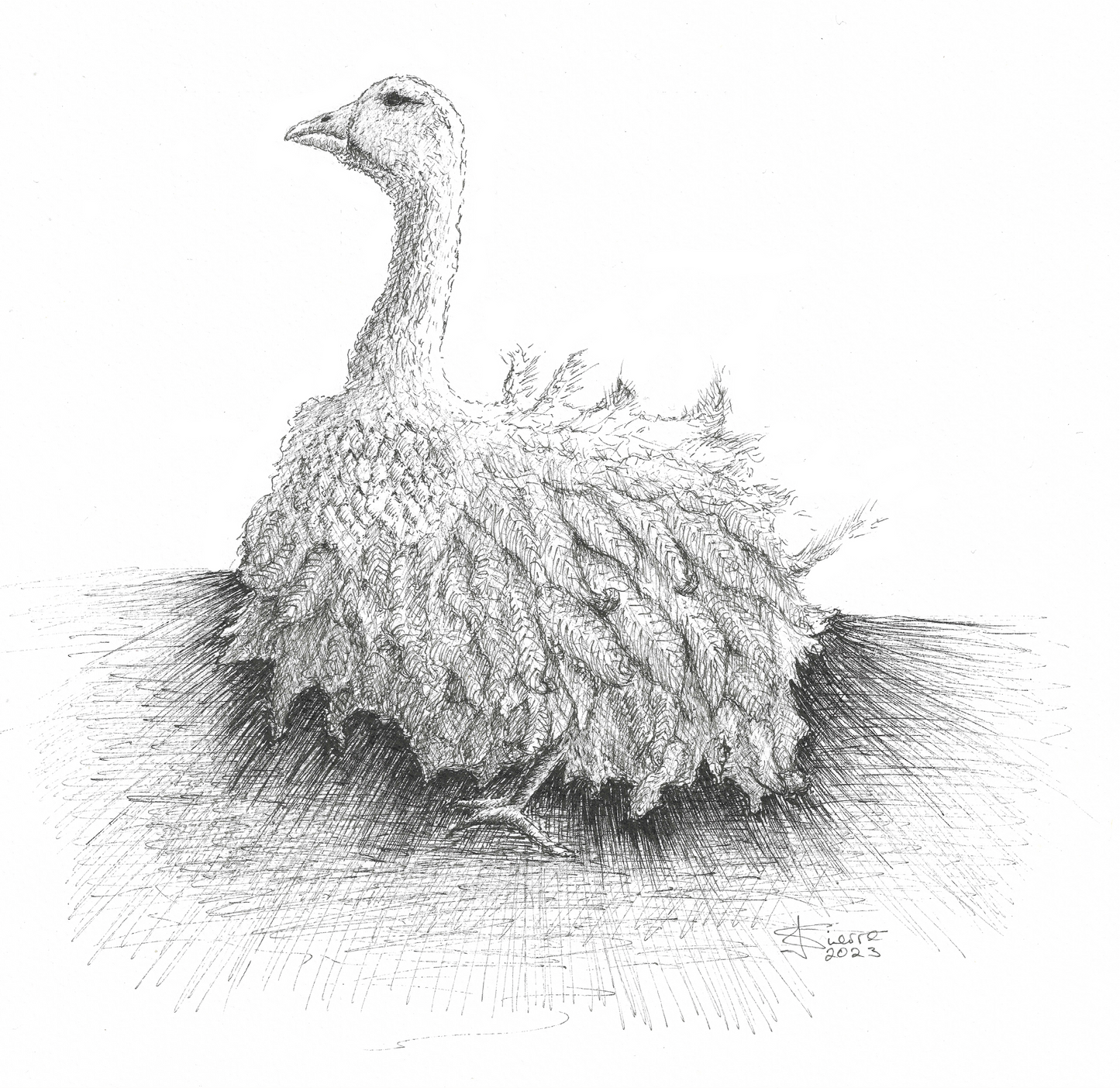 Pack of 5 Square High Quality Greetings Cards - Sebastopol Goose