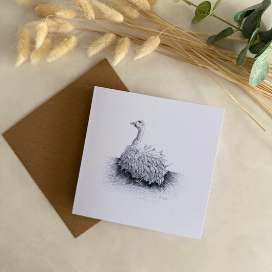 Pack of 5 Square High Quality Greetings Cards - Sebastopol Goose